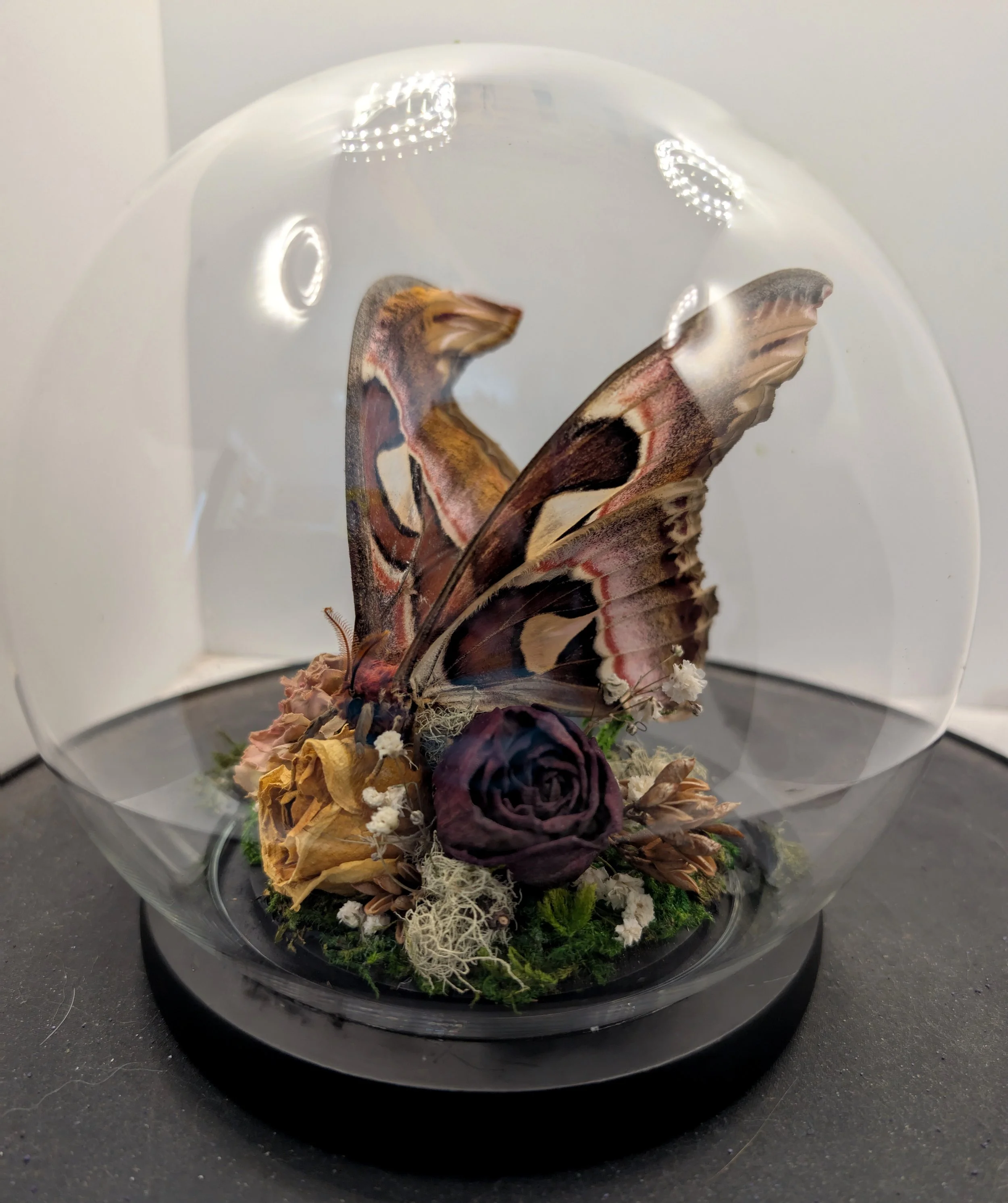 in her beauty, Atlas moth, 2025