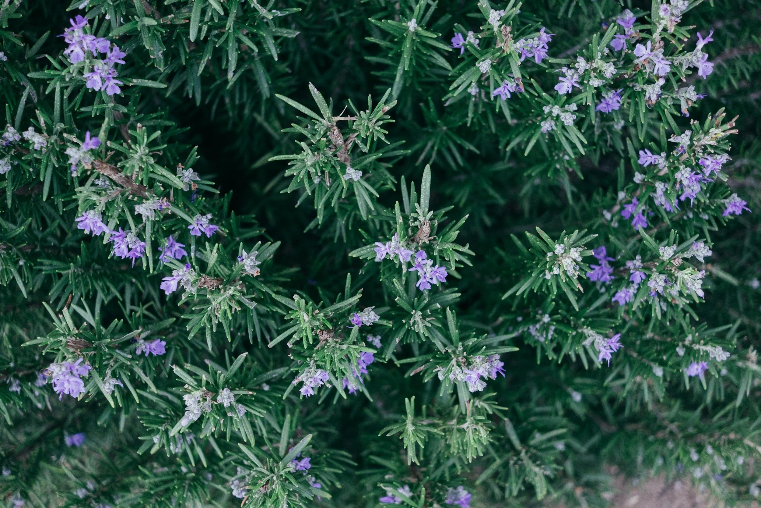 Using Rosemary in Your Practice