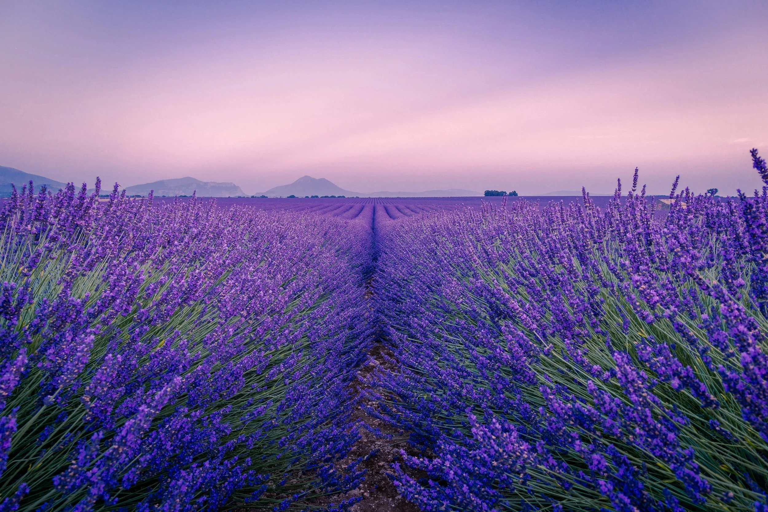 Lavender fields at sunrise with mountains in the background and pink sky.