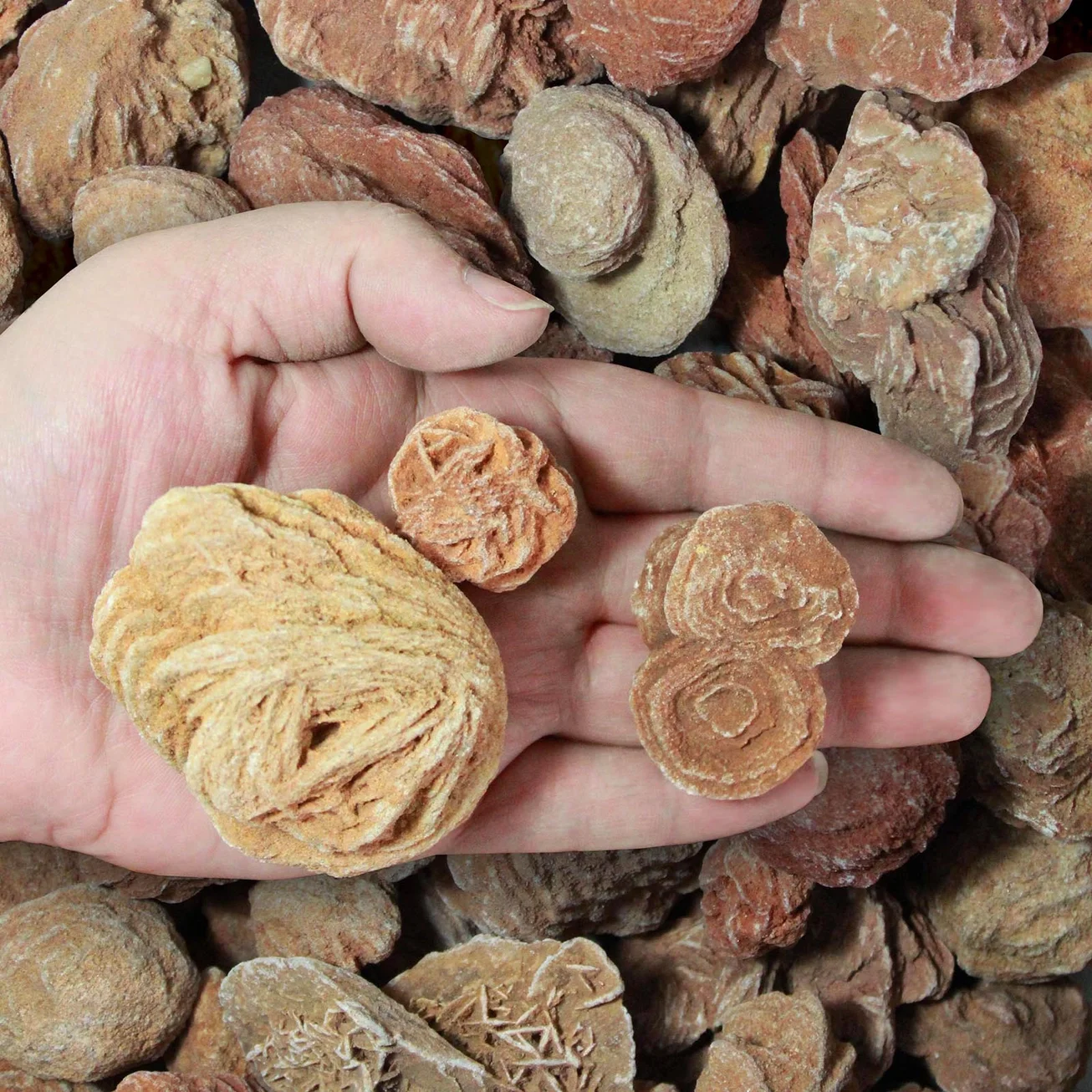 Desert Rose Selenite
