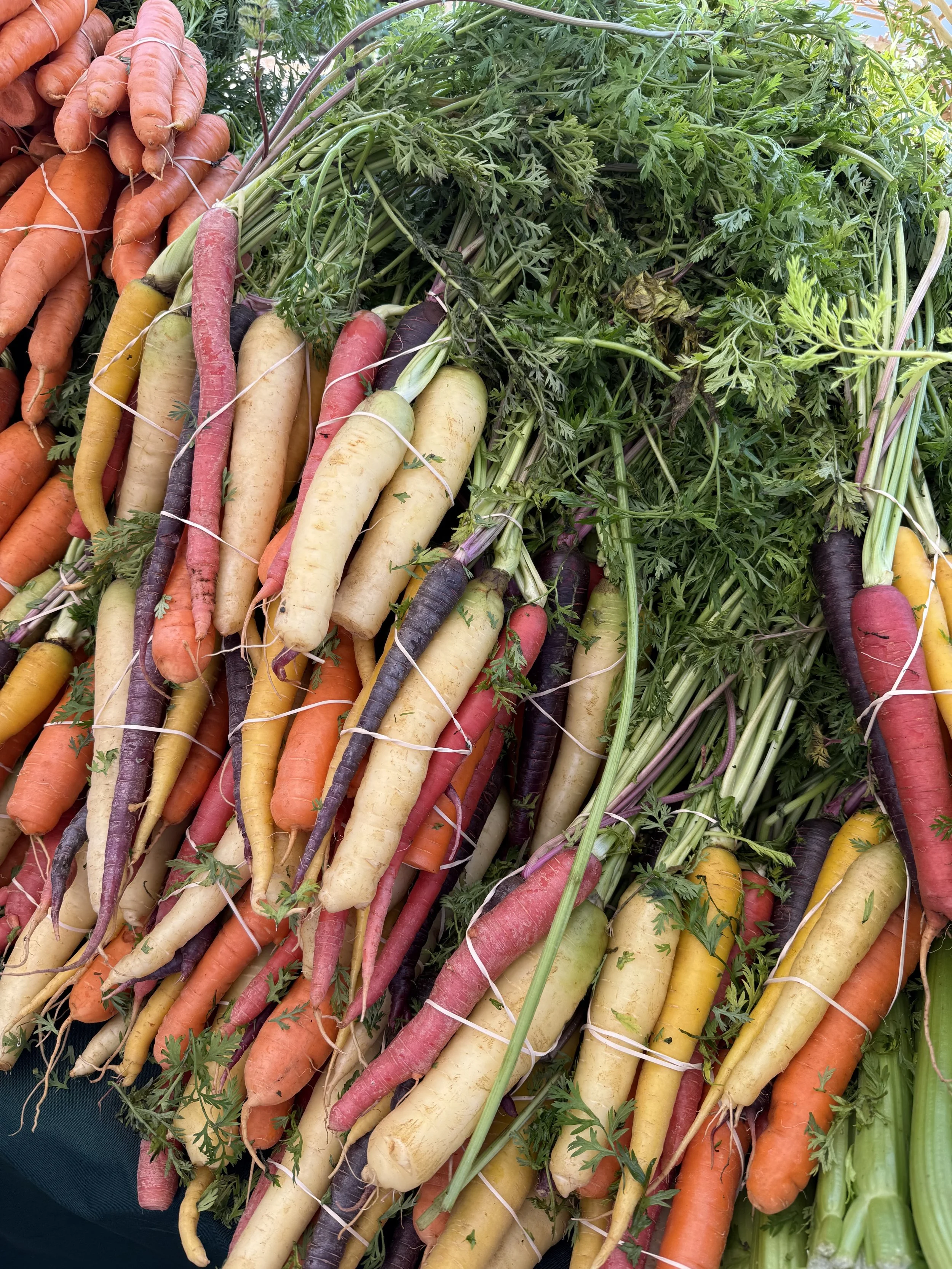 Colorful bunches of fresh carrots in various colors including orange, yellow, purple, and white, with green leaves attached, displayed at a market.