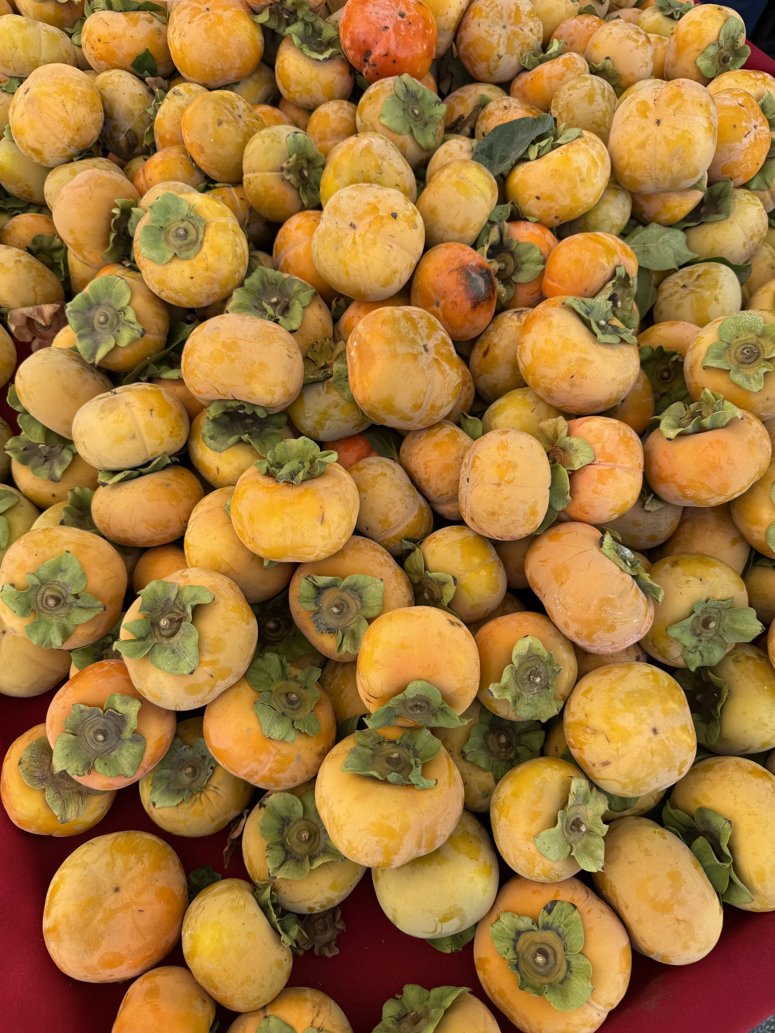 A large pile of ripe persimmons with green calyxes, some with slight blemishes, displayed on a red surface.