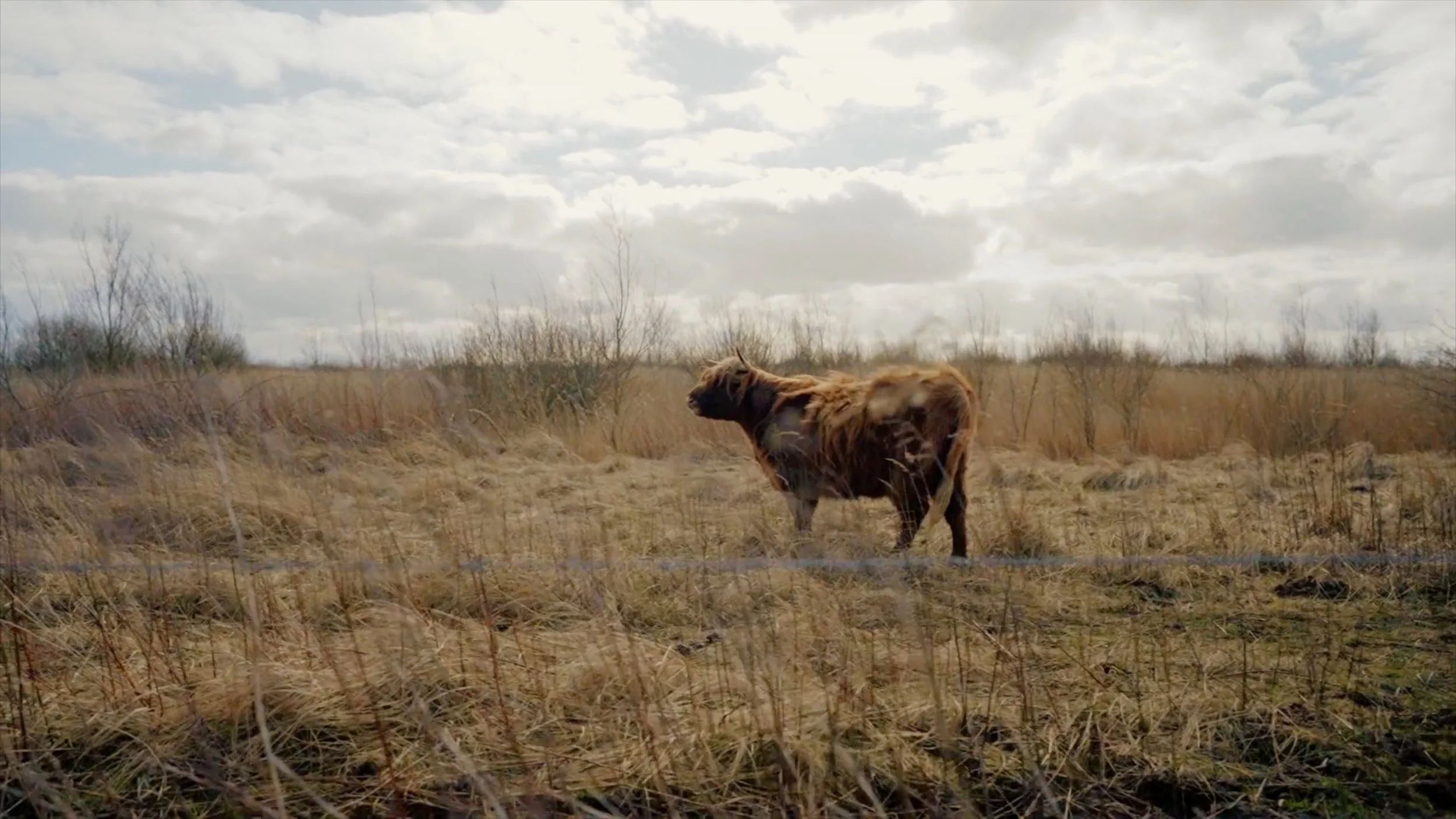 A lone brown cow standing in a dry grassy field underneath a cloudy sky.