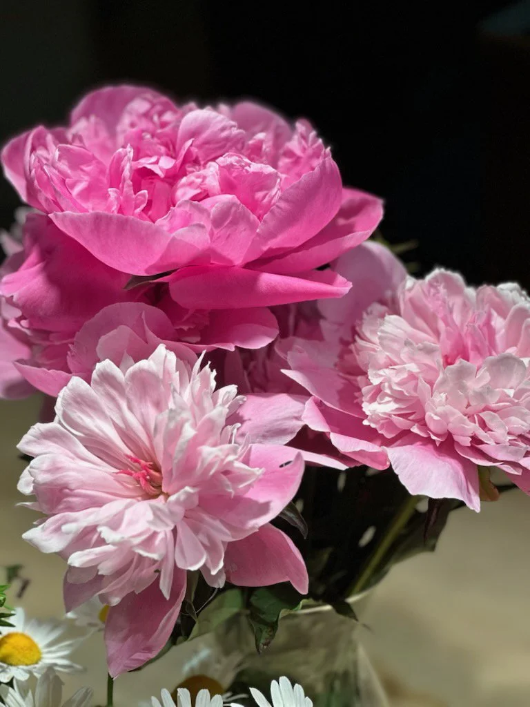 Peonies.jpg