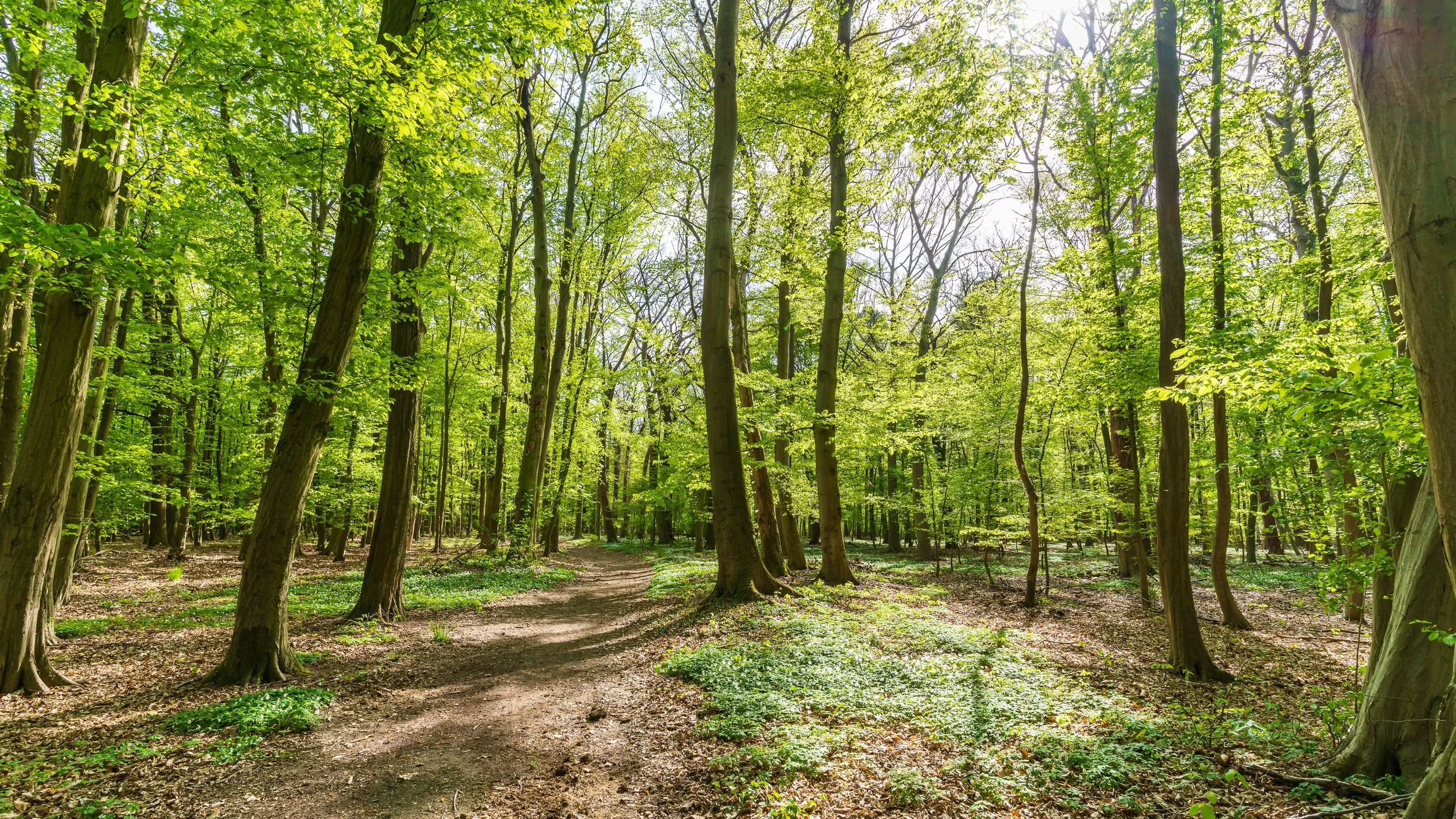 Forestry mulching and brush clearing services that restore overgrown land naturally. Clear trails, improve access, and reclaim your property fast.