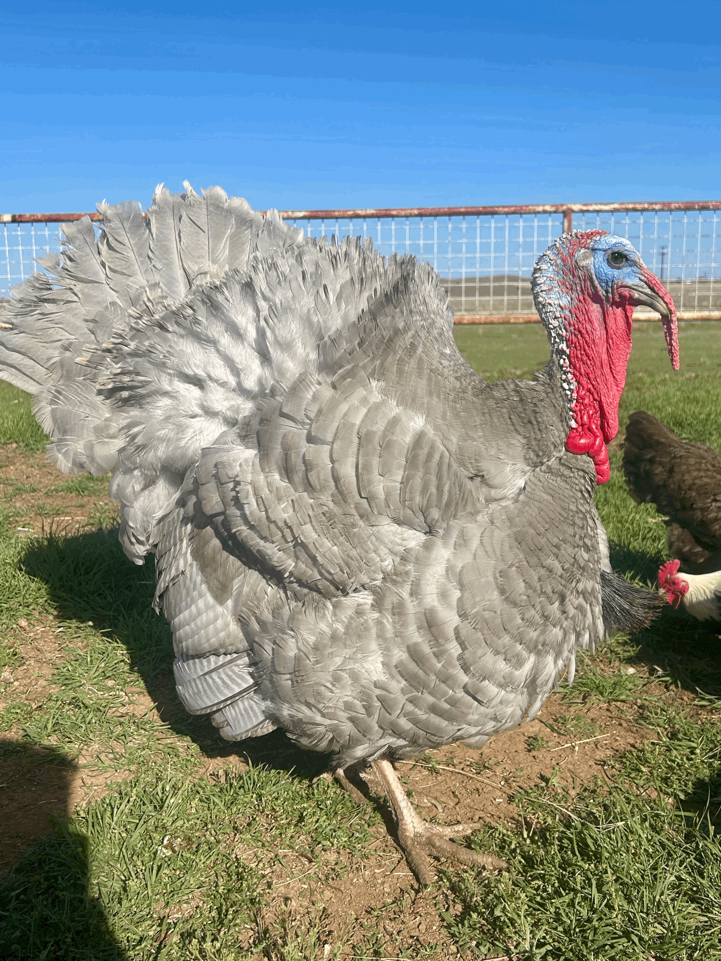 Blue Slate Turkey