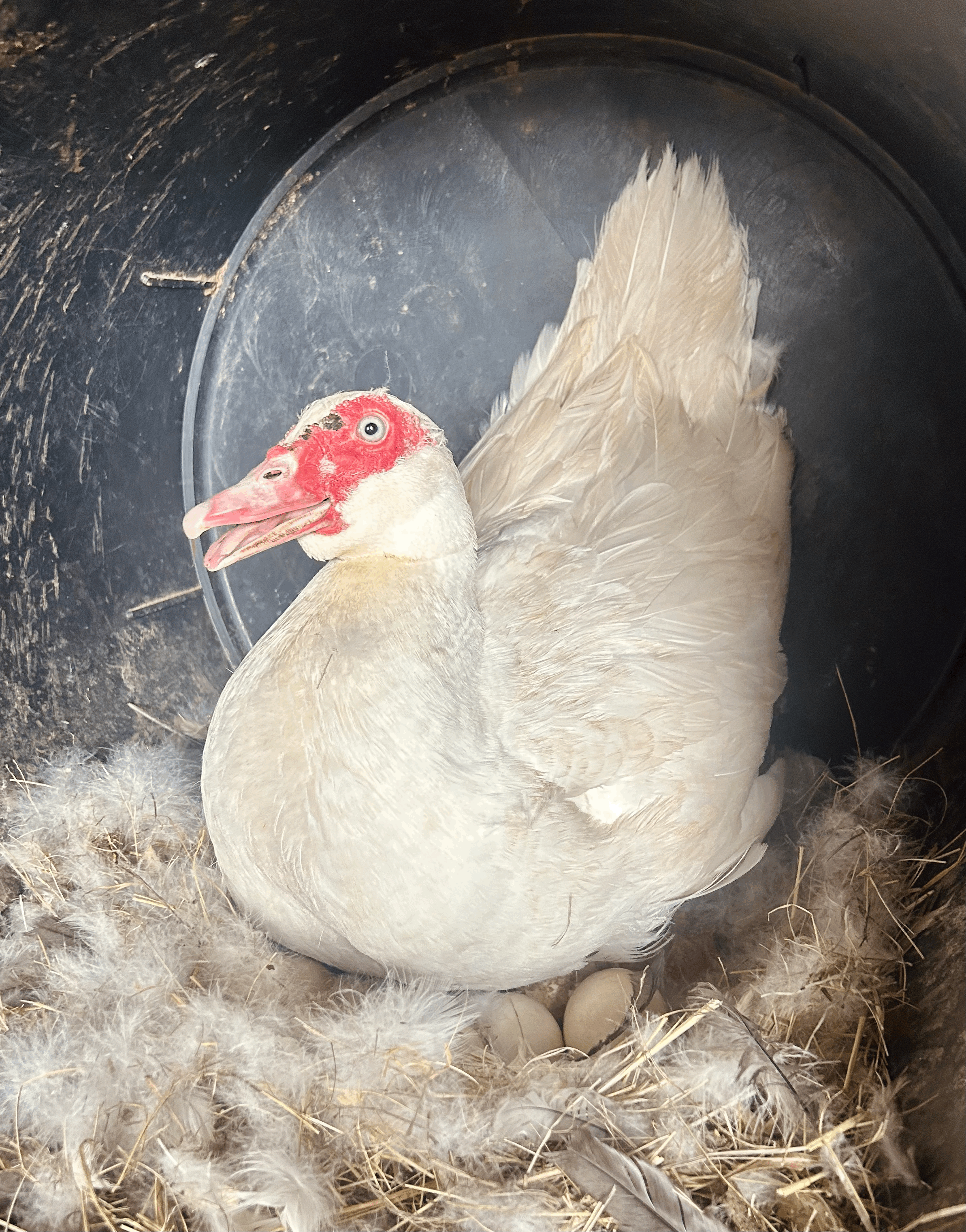 tempImagejUNwK5.gif