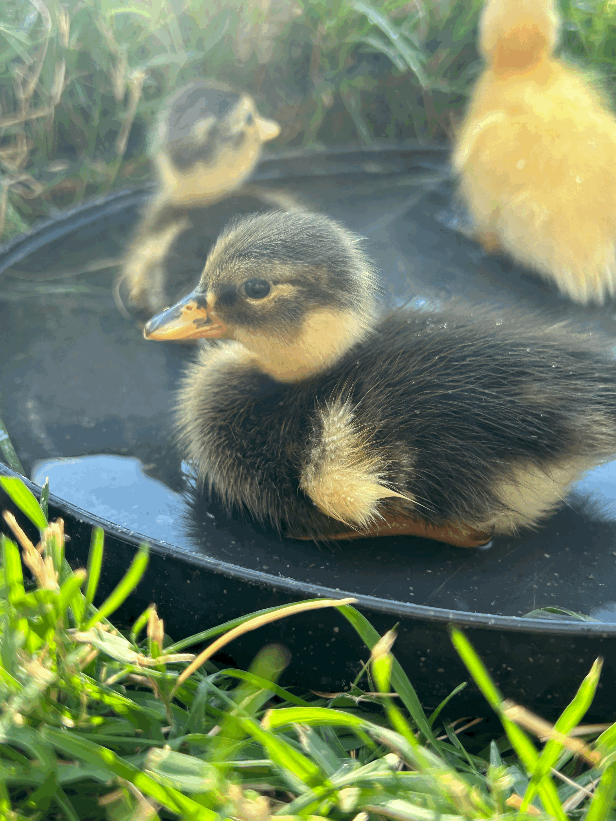 Assorted Call Ducks