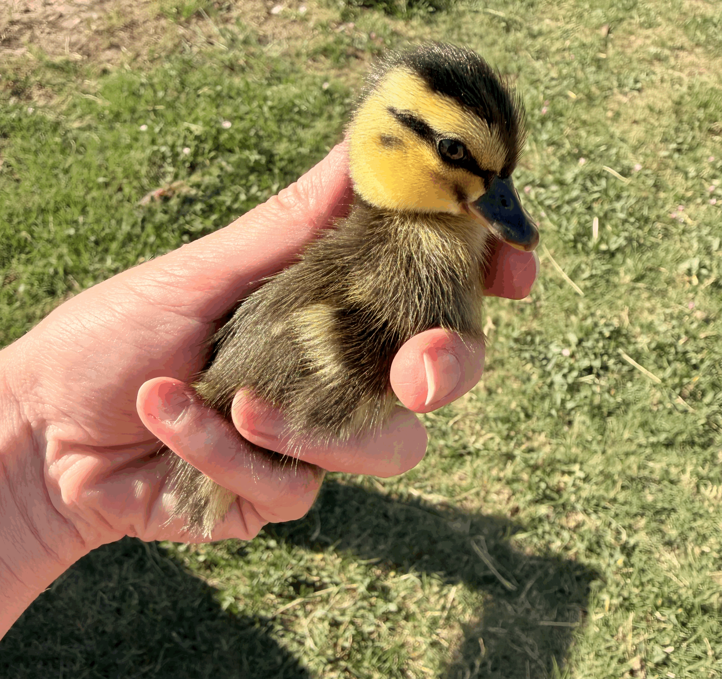 tempImagezczDA7.gif