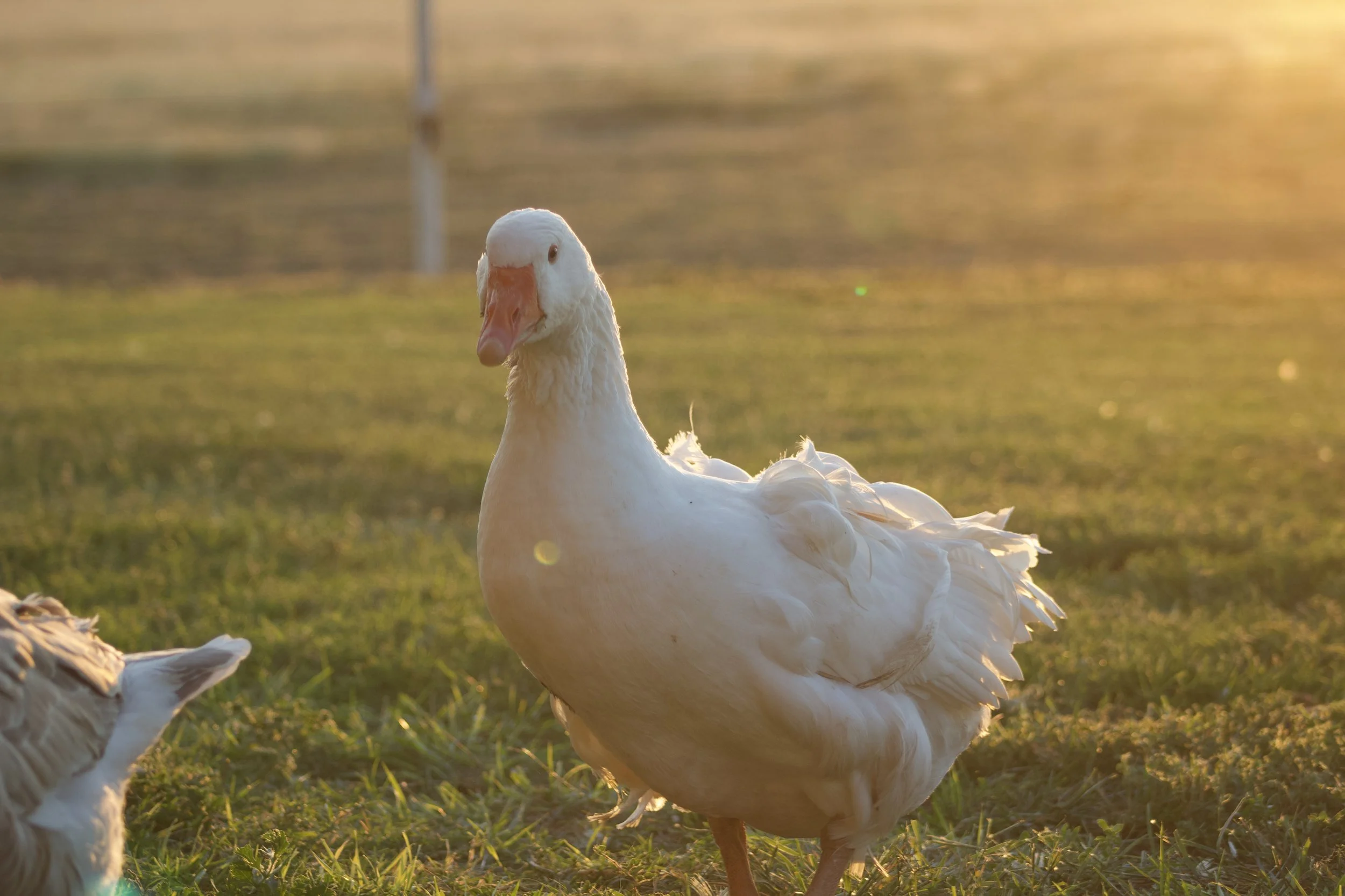 American Buff Mixed Geese