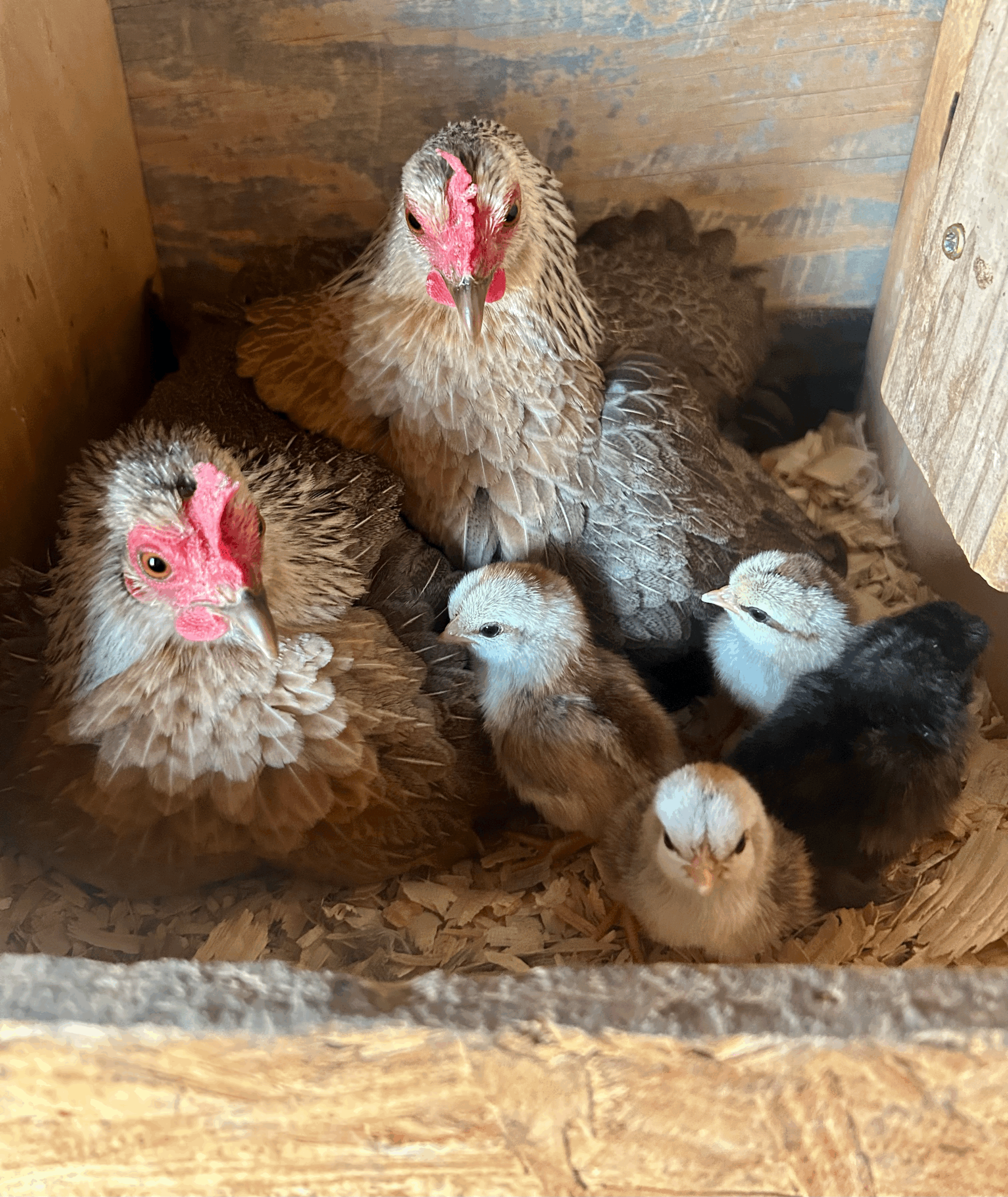 Silver Duckwing Old English Game Bantams