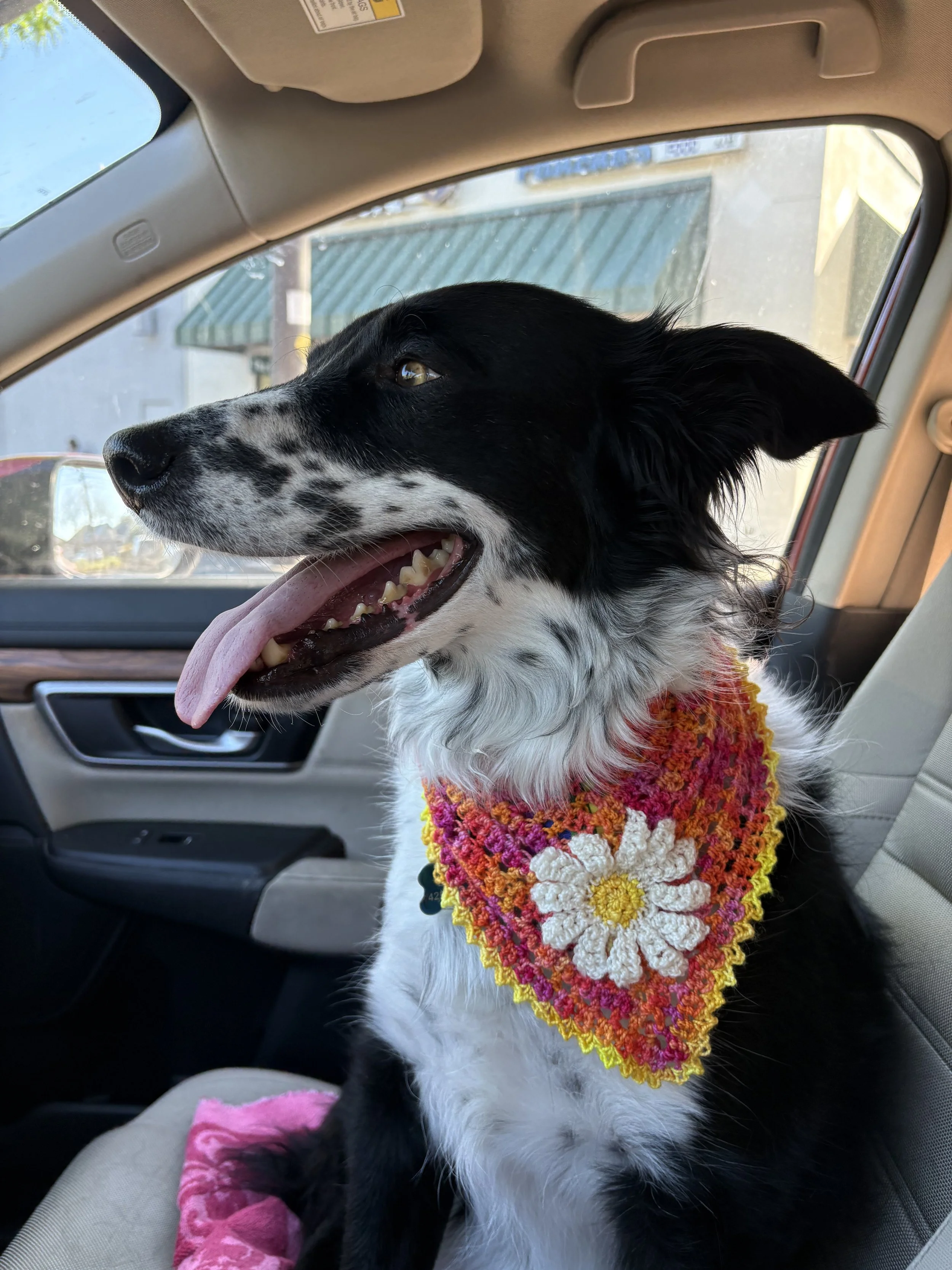 Retro Daisy Crochet Dog Bandana with Pocket – 100% Wool, Custom Colors, Handmade Flower Pet Scarf