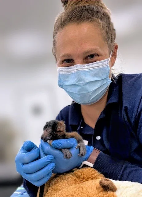 Veterinary Technician holding infant primate