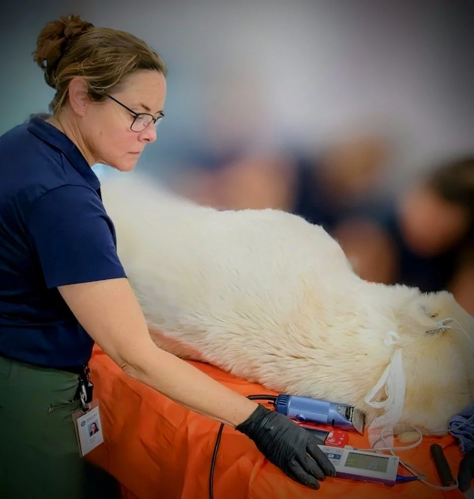 Veterinary Technician monitoring an anesthetized polar bear