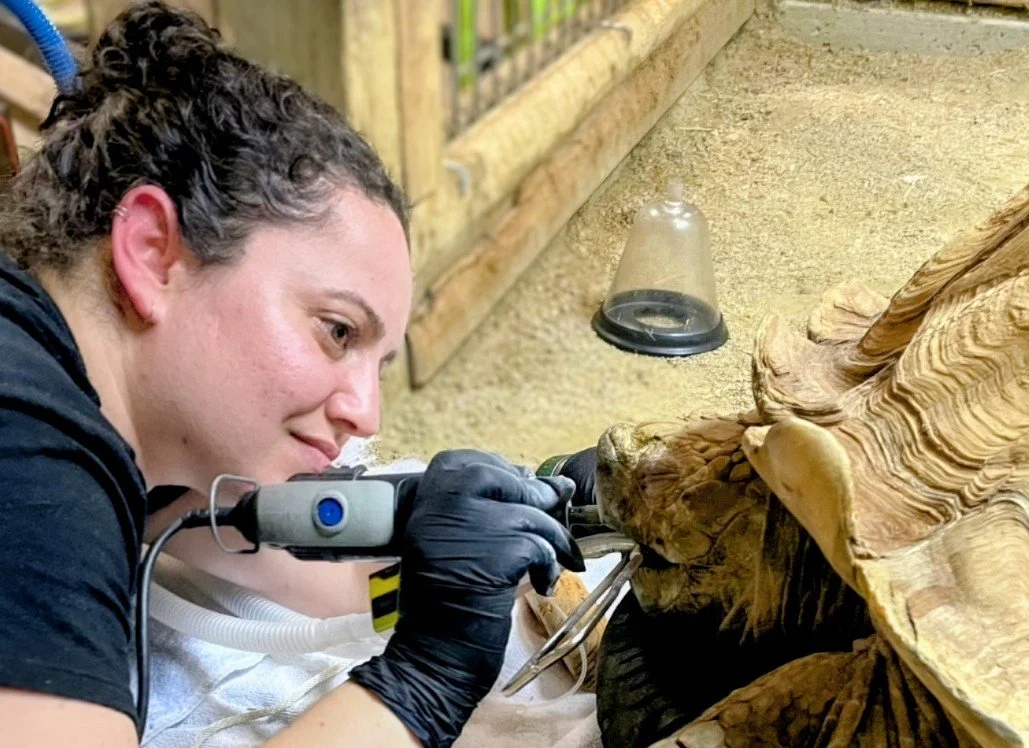 Zoo Veterinarian working on tortoise