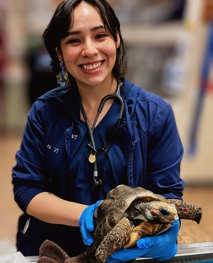 CrVT with tortoise