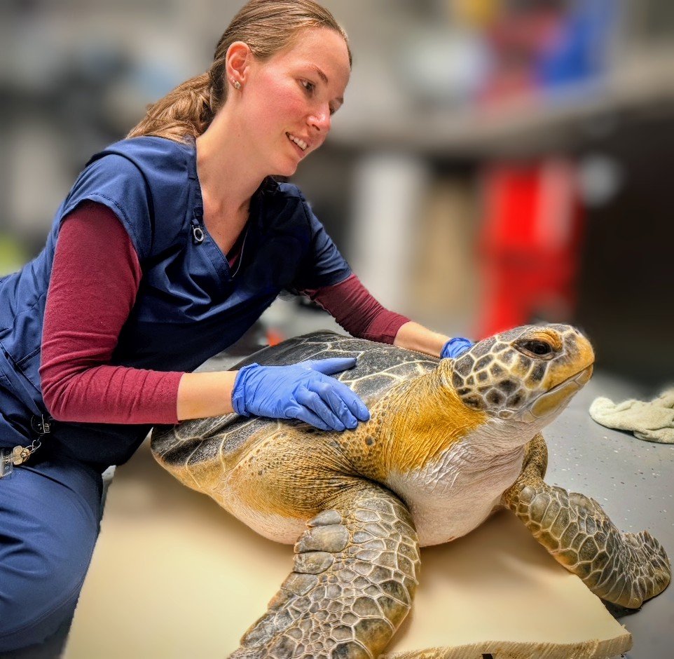 A woman wearing a blue uniform and blue gloves gently examining a large sea turtle on a work table in a veterinary or rescue facility.
