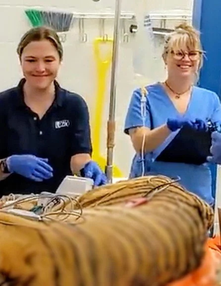 Veterinary Technicians monitoring tiger under anesthesia