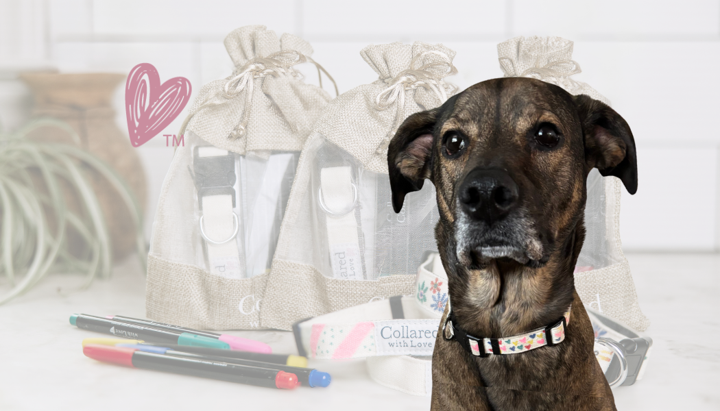 A dog with a hand colored pink collar in front of three beige canvas bags filled with markers, stencils, directions and a dog canvas dog collar.