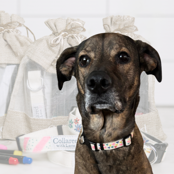 A brown and black dog with a patterned collar sitting in front of a canvas bag and supplies.