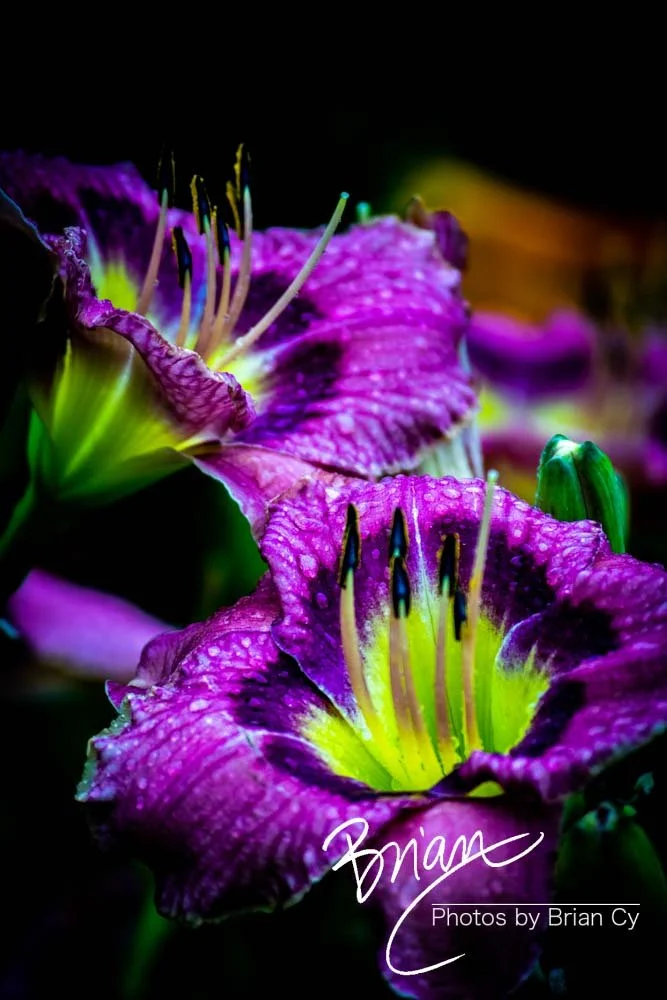 LoRes_WM_20180620_Memphis_Botanical_GardensA_Edit-0098.jpg