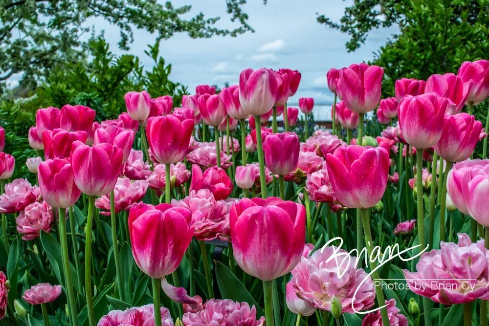 LoRes_WM_20180504_Missouri_Botanical_Edit-0150.jpg