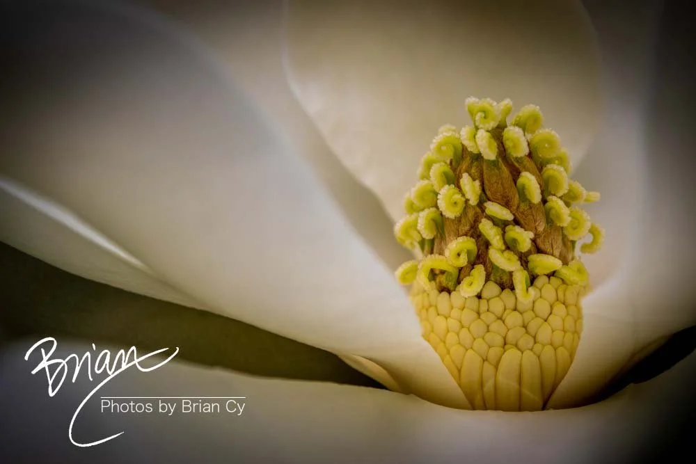 LoRes_WM_20180620_Memphis_Botanical_GardensA_Edit-0012.jpg
