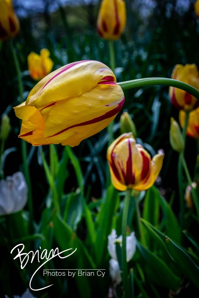 LoRes_WM_20180504_Missouri_Botanical_Edit-0139.jpg