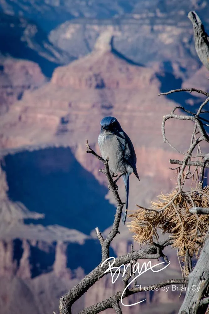 LoRes_WM_20191112_GrandCanyon_Edit-7900.jpg