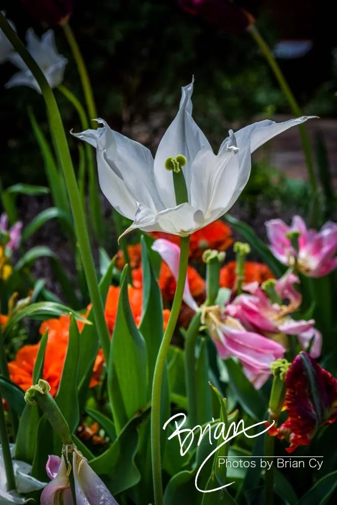 LoRes_WM_20180504_Missouri_Botanical_Edit-0061.jpg