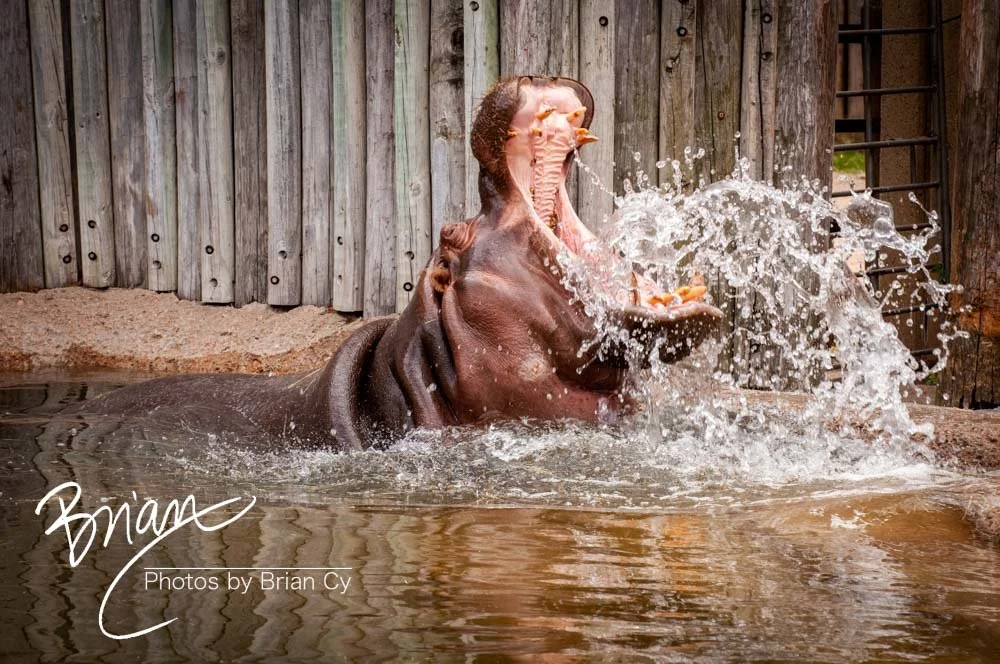 Fort Worth Zoo - Fort Worth, Texas (April 2016)