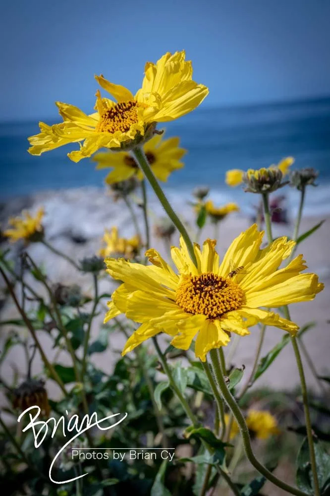 LoRes_WM_20190421_PacificPalisades_Edit-5387.jpg