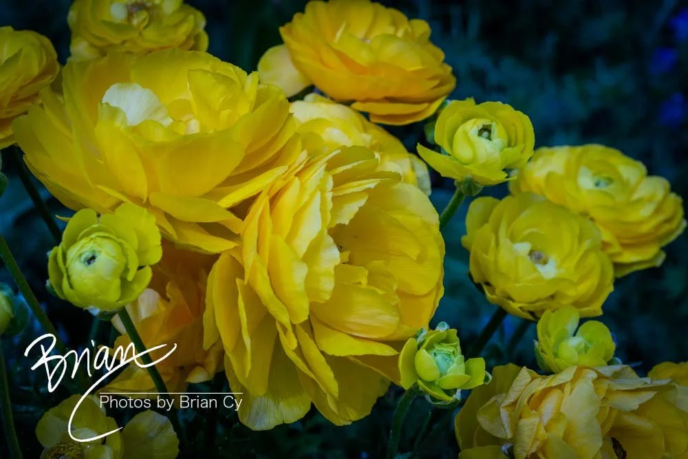 LoRes_WM_20180504_Missouri_Botanical_Edit-0206.jpg