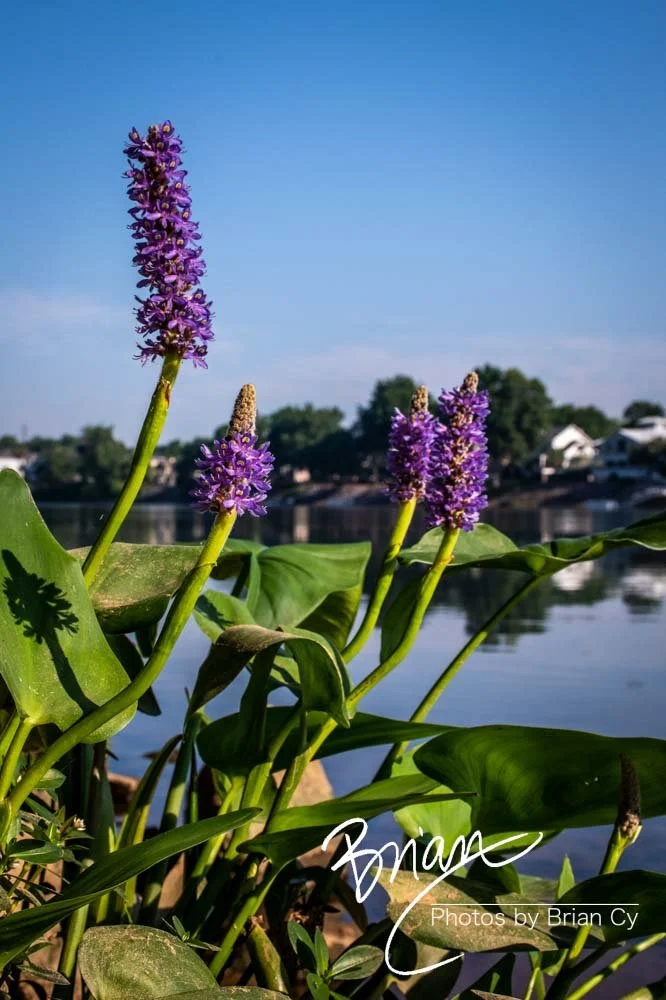 LoRes_WM_20190529_Augusta_Edit-3453.jpg