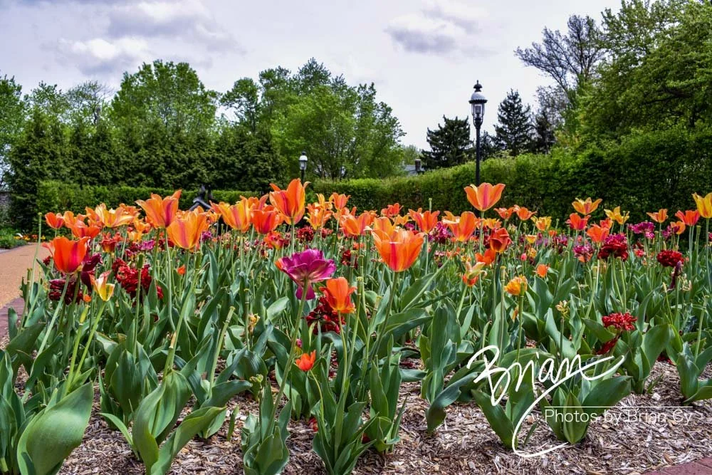 LoRes_WM_20180504_Missouri_Botanical_Edit-0028.jpg