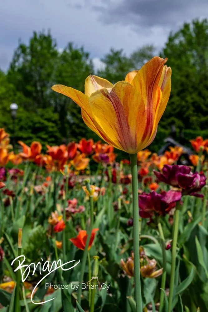 LoRes_WM_20180504_Missouri_Botanical_Edit-0193.jpg