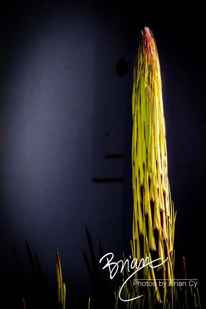 LoRes_WM_20191111_Phoenix_Edit-5539.jpg