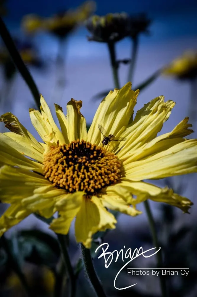 LoRes_WM_20190421_PacificPalisades_Edit-5399.jpg