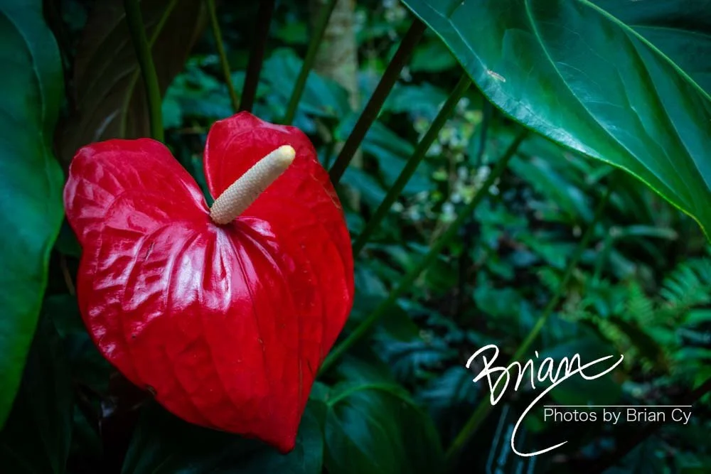 LoRes_WM_20180504_Missouri_Botanical_Edit-0174.jpg