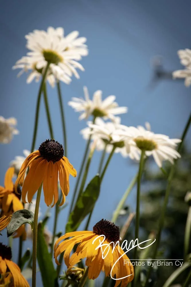 LoRes_WM_20190528_Decatur_Edit-2973.jpg