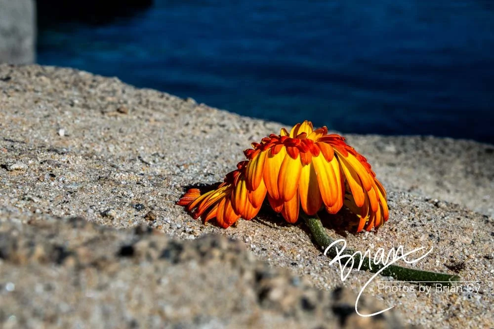 LoRes_WM_20201014_Tahoe_Edit-0746.jpg