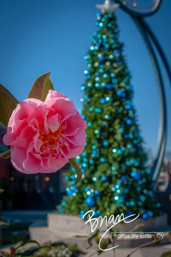 LoRes_WM_20151219_Memphis_Edit-9156.jpg