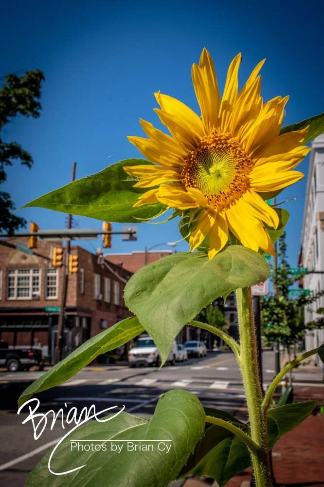 LoRes_WM_20210709_Richmond_Edit-2018.jpg