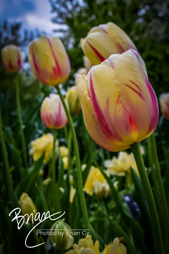 LoRes_WM_20180504_Missouri_Botanical_Edit-0084.jpg