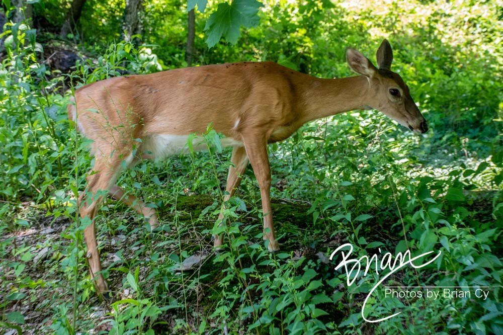 LoRes_WM_20210618_HarpersFerry_Edit-1185.jpg