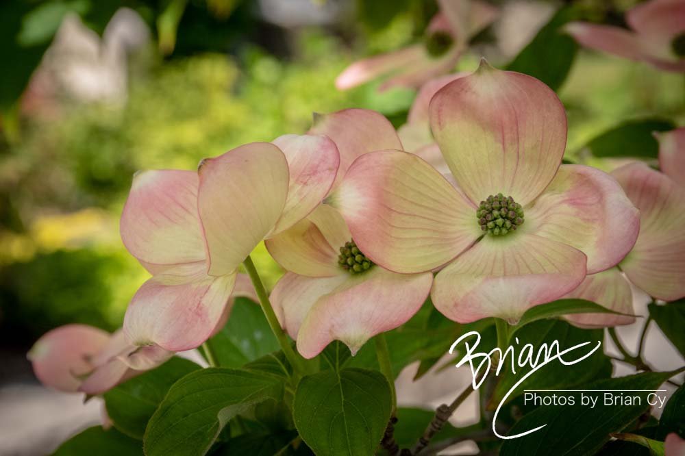 LoRes_WM_20210502_Baltimore_Edit-8462.jpg