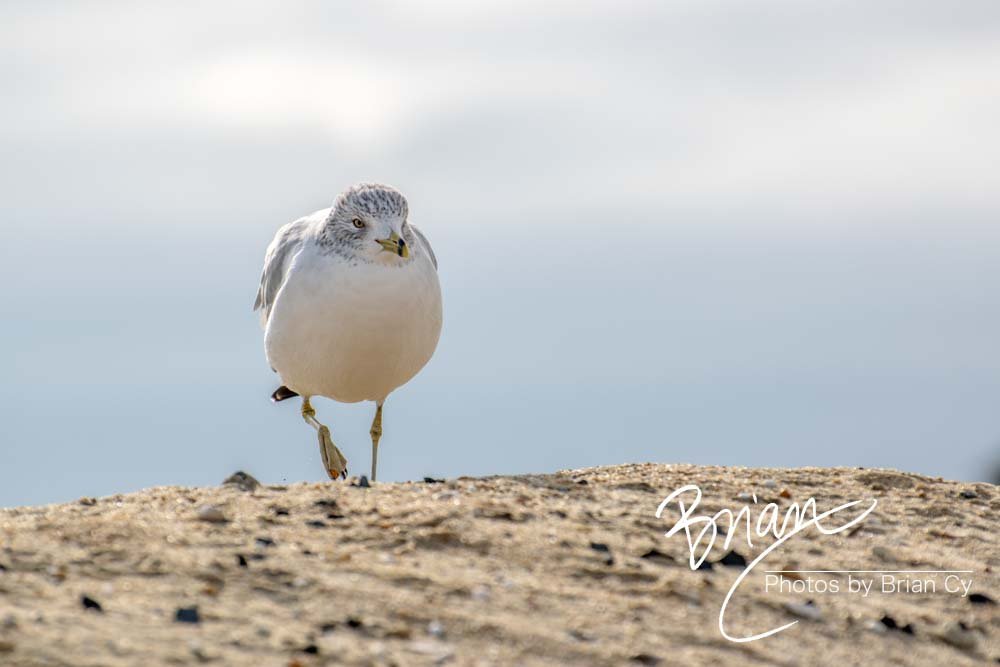 LoRes_WM_20181201_Asbury_ParkB_Edit-0129.jpg