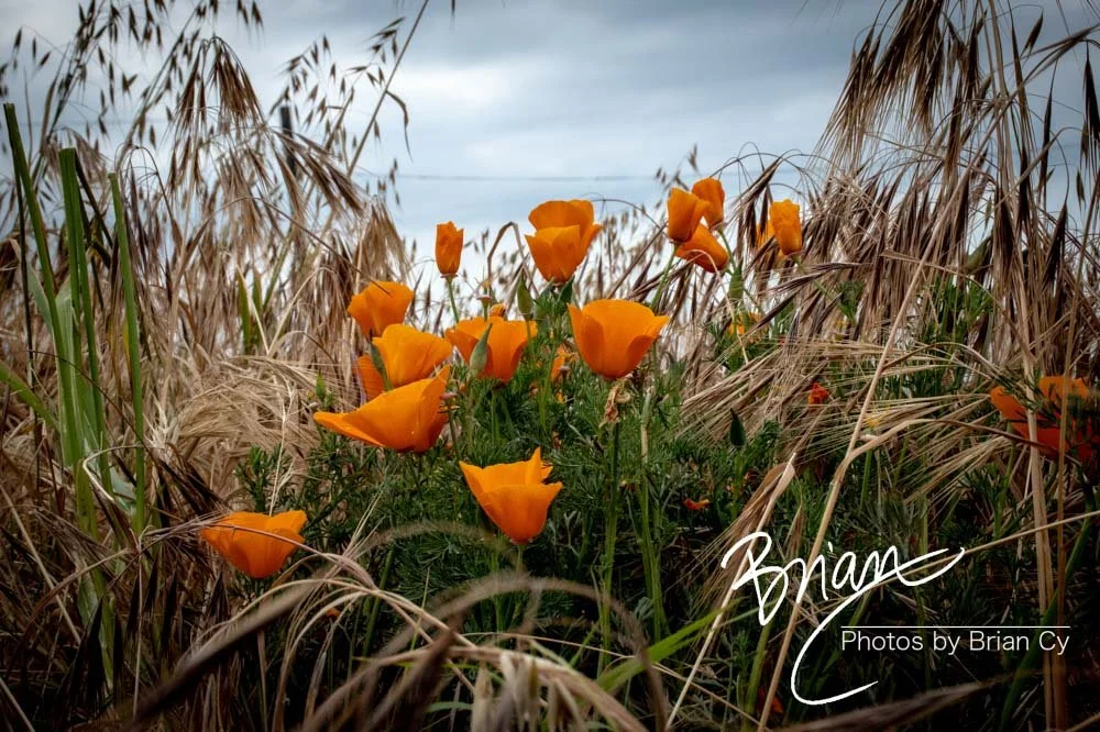 LoRes_WM_20190421_PacificPalisades_Edit-4417.jpg
