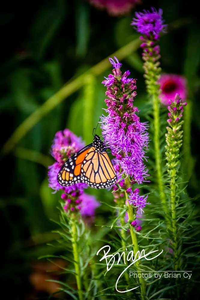 LoRes_WM_20220704_Baltimore_Edit-3980.jpg