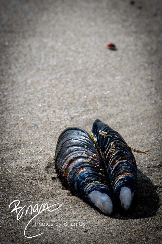 LoRes_WM_20190421_PacificPalisades_Edit-5045.jpg
